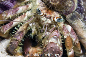 Anemone hermit crab on night dive, Koh Haa by Tobias Reitmayr 
